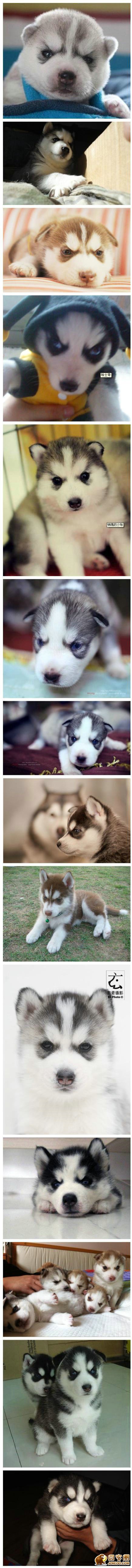 图片[9]-有一种狗狗叫哈士奇，他是狗狗中的二货中的战斗机！-囧客圈