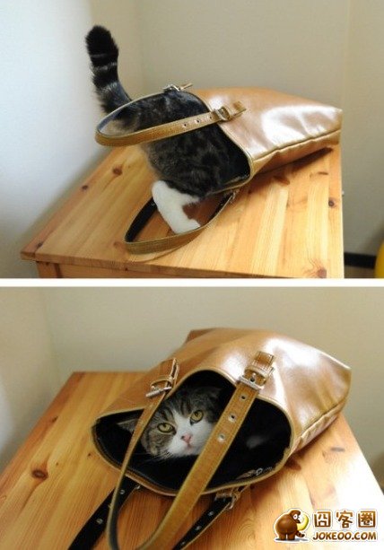 图片[2]-地球人请注意！地球人请注意！！喵星球生物咆哮了！！-囧客圈