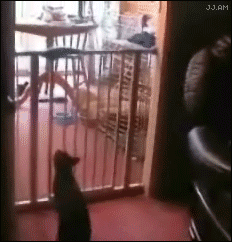 图片[8]-大哥~~你太迅猛了，感应门还没感应你的强大气场。。。急啥？-囧客圈