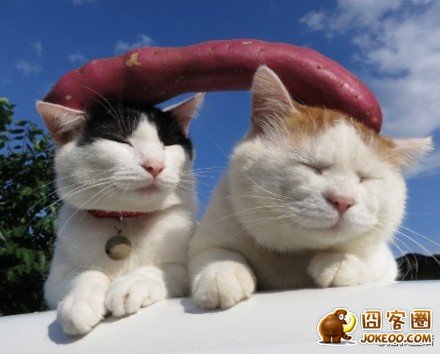 图片[1]-喵星人太强大了肿么办…………只能装死了-囧客圈