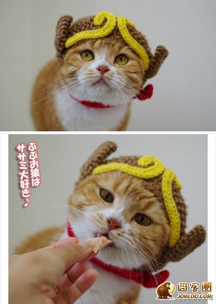 图片[3]-喵星人太强大了肿么办…………只能装死了-囧客圈