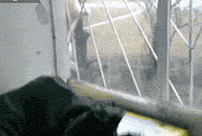 图片[2]-喵星人太强大了肿么办…………只能装死了-囧客圈