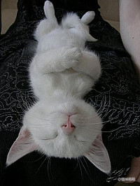 图片[4]-喵星人太强大了肿么办…………只能装死了-囧客圈