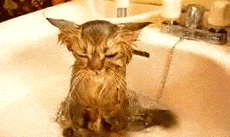 图片[6]-喵星人太强大了肿么办…………只能装死了-囧客圈