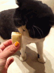 图片[7]-喵星人太强大了肿么办…………只能装死了-囧客圈