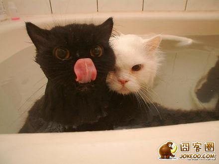 图片[9]-喵星人太强大了肿么办…………只能装死了-囧客圈