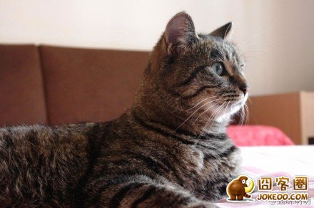 图片[8]-喵星人太强大了肿么办…………只能装死了-囧客圈