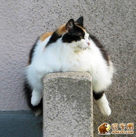 图片[10]-喵星人太强大了肿么办…………只能装死了-囧客圈