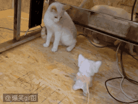 图片[11]-喵星人太强大了肿么办…………只能装死了-囧客圈