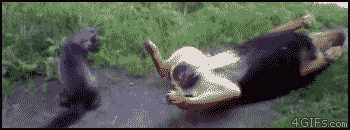 图片[14]-喵星人太强大了肿么办…………只能装死了-囧客圈