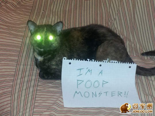 图片[1]-喵星人干了坏事 但是它们一点反省的意思都沒有╮(╯▽╰)╭-囧客圈