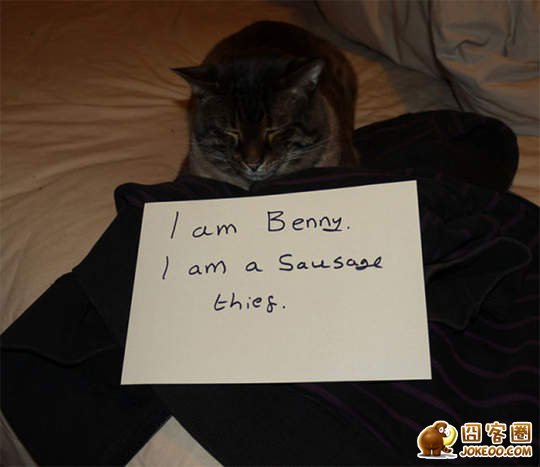 图片[3]-喵星人干了坏事 但是它们一点反省的意思都沒有╮(╯▽╰)╭-囧客圈