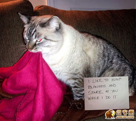 图片[5]-喵星人干了坏事 但是它们一点反省的意思都沒有╮(╯▽╰)╭-囧客圈