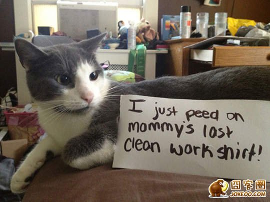 图片[7]-喵星人干了坏事 但是它们一点反省的意思都沒有╮(╯▽╰)╭-囧客圈