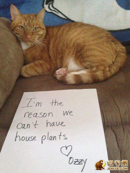 图片[8]-喵星人干了坏事 但是它们一点反省的意思都沒有╮(╯▽╰)╭-囧客圈