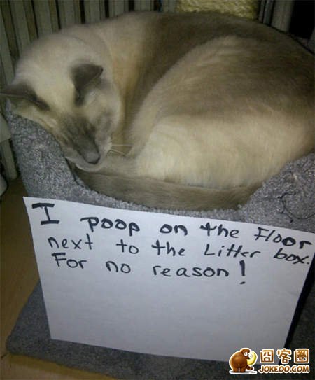 图片[9]-喵星人干了坏事 但是它们一点反省的意思都沒有╮(╯▽╰)╭-囧客圈