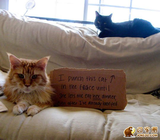 图片[10]-喵星人干了坏事 但是它们一点反省的意思都沒有╮(╯▽╰)╭-囧客圈