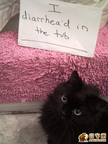 图片[11]-喵星人干了坏事 但是它们一点反省的意思都沒有╮(╯▽╰)╭-囧客圈