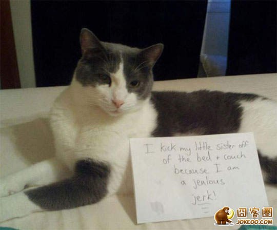 图片[14]-喵星人干了坏事 但是它们一点反省的意思都沒有╮(╯▽╰)╭-囧客圈