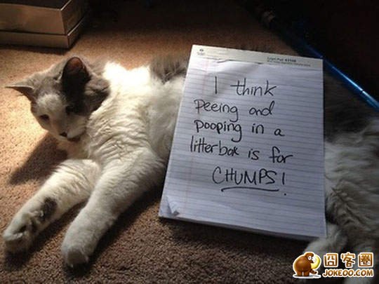 图片[17]-喵星人干了坏事 但是它们一点反省的意思都沒有╮(╯▽╰)╭-囧客圈