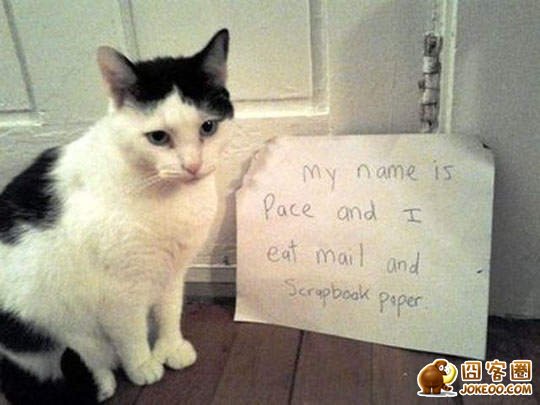 图片[20]-喵星人干了坏事 但是它们一点反省的意思都沒有╮(╯▽╰)╭-囧客圈