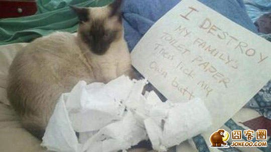 图片[21]-喵星人干了坏事 但是它们一点反省的意思都沒有╮(╯▽╰)╭-囧客圈