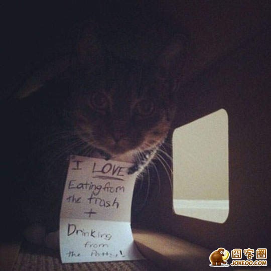 图片[22]-喵星人干了坏事 但是它们一点反省的意思都沒有╮(╯▽╰)╭-囧客圈