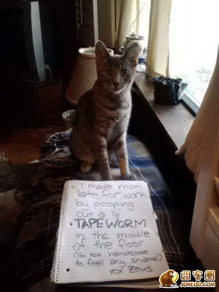 图片[23]-喵星人干了坏事 但是它们一点反省的意思都沒有╮(╯▽╰)╭-囧客圈