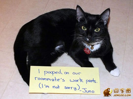 图片[24]-喵星人干了坏事 但是它们一点反省的意思都沒有╮(╯▽╰)╭-囧客圈