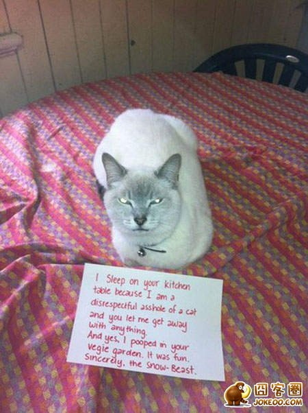 图片[26]-喵星人干了坏事 但是它们一点反省的意思都沒有╮(╯▽╰)╭-囧客圈