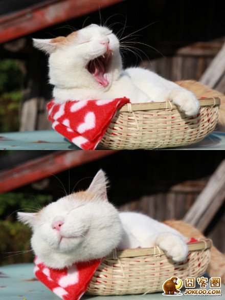 图片[1]-喵星人真是什么洞都不愿意放过啊……-囧客圈