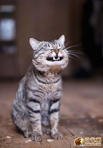 图片[2]-喵星人真是什么洞都不愿意放过啊……-囧客圈