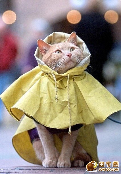 图片[7]-喵星人真是什么洞都不愿意放过啊……-囧客圈