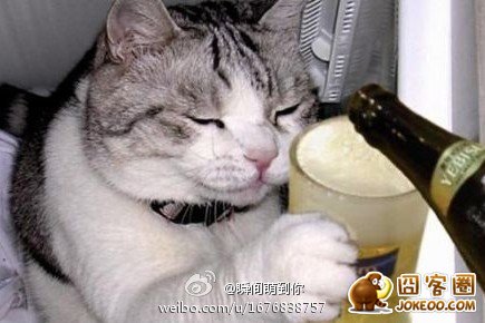 图片[9]-喵星人真是什么洞都不愿意放过啊……-囧客圈