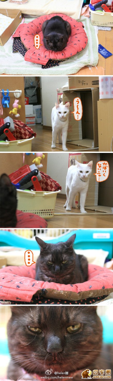 图片[10]-喵星人真是什么洞都不愿意放过啊……-囧客圈