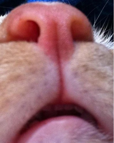 图片[12]-喵星人真是什么洞都不愿意放过啊……-囧客圈