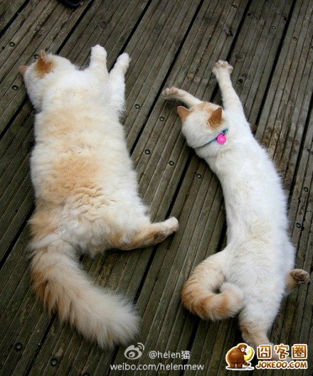 图片[15]-喵星人真是什么洞都不愿意放过啊……-囧客圈