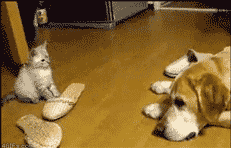 图片[14]-喵星人真是什么洞都不愿意放过啊……-囧客圈