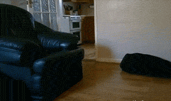 图片[1]-汪星人集中营 20121113-囧客圈