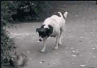 图片[2]-汪星人集中营 20121113-囧客圈