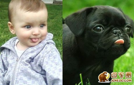 图片[3]-汪星人集中营 20121113-囧客圈