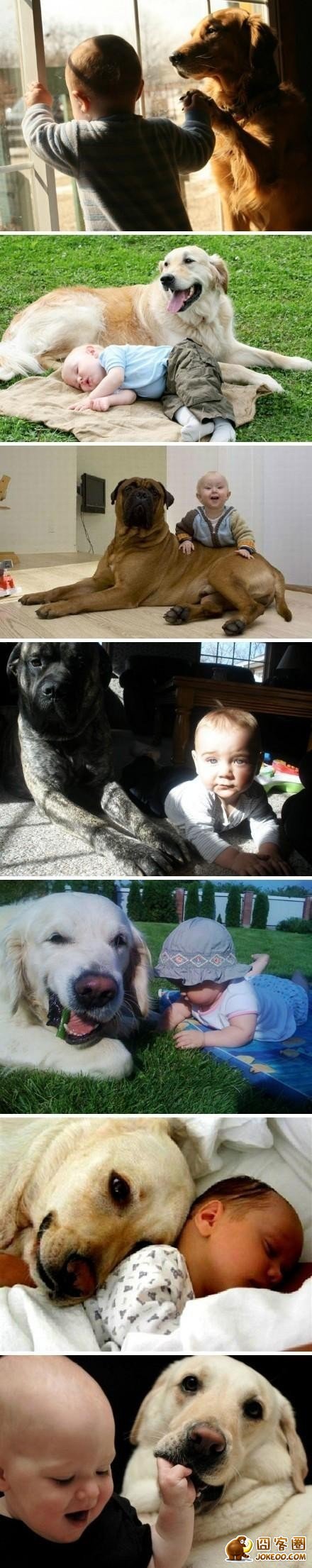 图片[4]-汪星人集中营 20121113-囧客圈