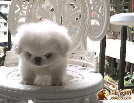 图片[5]-汪星人集中营 20121113-囧客圈