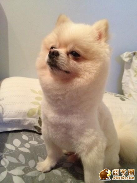 图片[8]-汪星人集中营 20121113-囧客圈