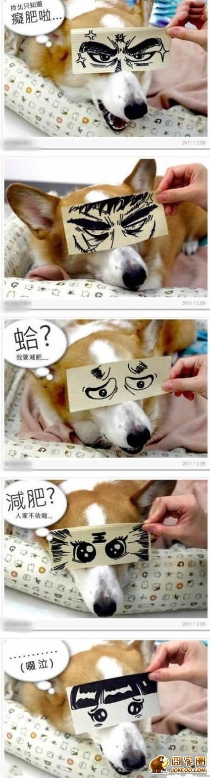 图片[9]-汪星人集中营 20121113-囧客圈