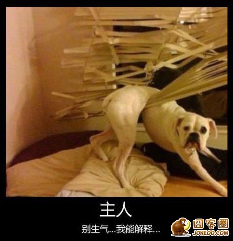 图片[10]-汪星人集中营 20121113-囧客圈