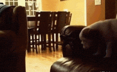 图片[11]-汪星人集中营 20121113-囧客圈