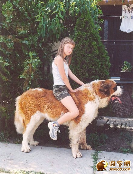 图片[13]-汪星人集中营 20121113-囧客圈