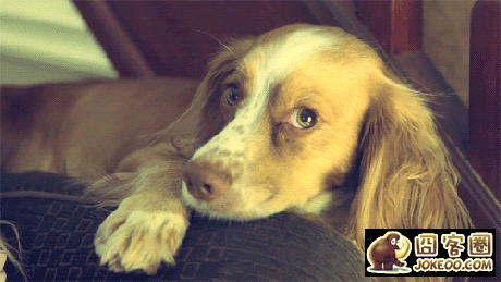 图片[14]-汪星人集中营 20121113-囧客圈