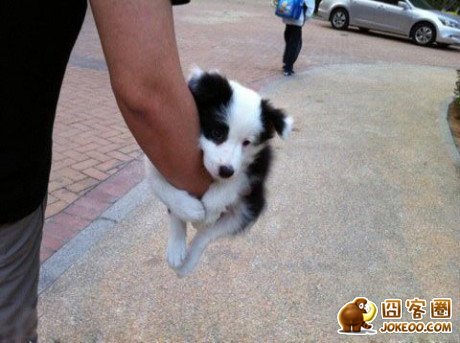 图片[15]-汪星人集中营 20121113-囧客圈